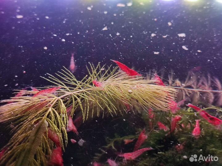 Аквариумные креветки