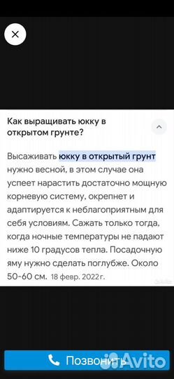 Юкка садовая