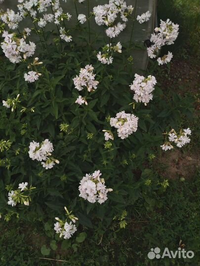 Сапонария (мыльнянка)