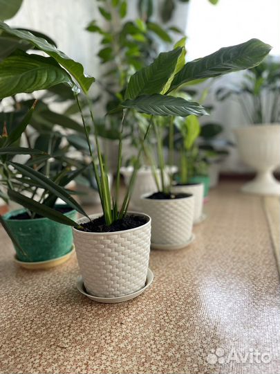 Спатифиллум