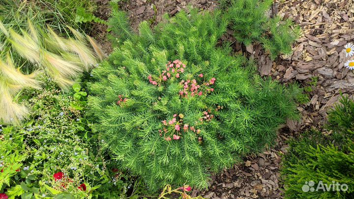 Молочай кипарисовый - эуфорбия, многолетник