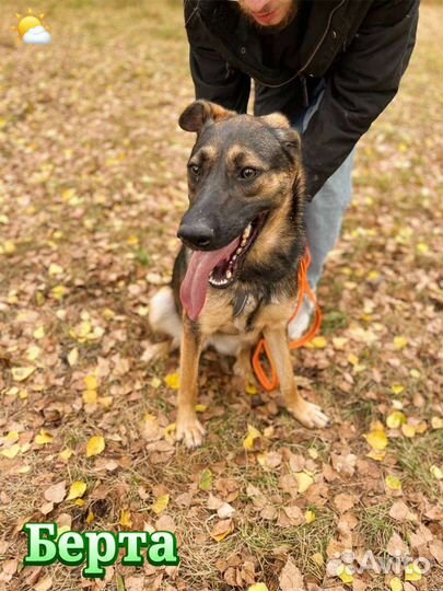 Собачка из приюта