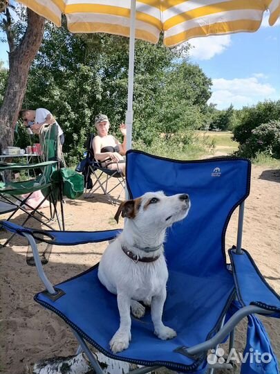 Выгул собак