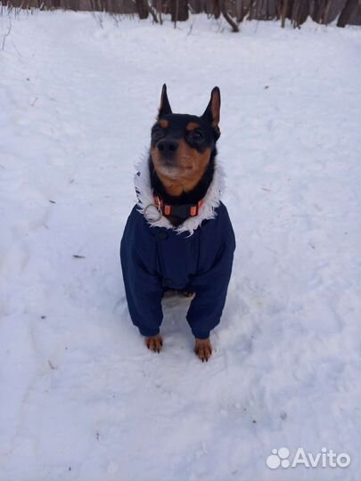 Цвергпинчер