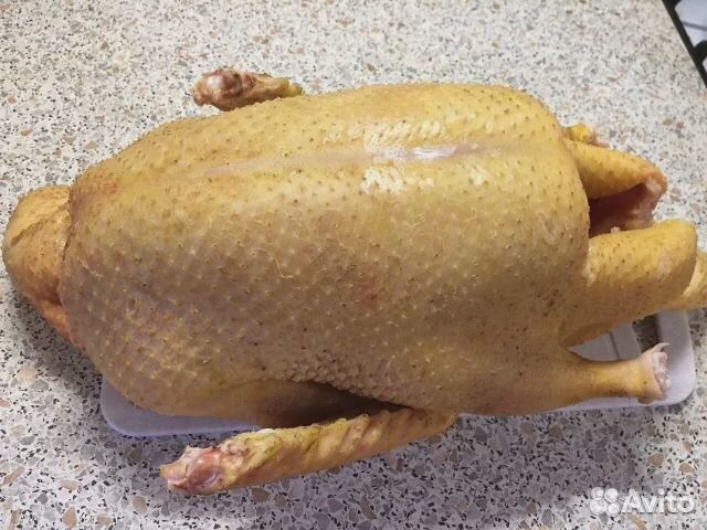 Мясо курица, индюшка, гусь, свинина