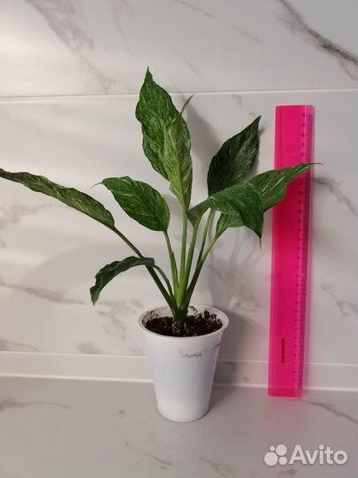 Спатифиллум Джемини, Домино, Даймонд