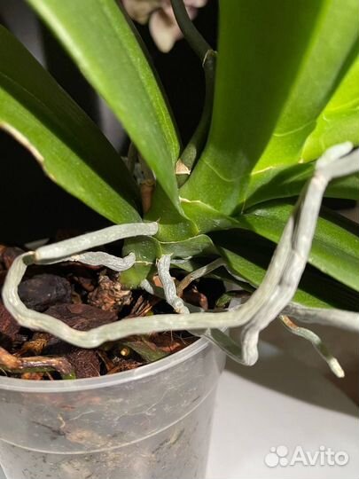 Pirate Picotee peloric орхидея фаленопсис