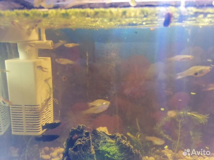 Аквариумные рыбки гуппи