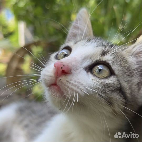 Котенок мальчик бесплатно