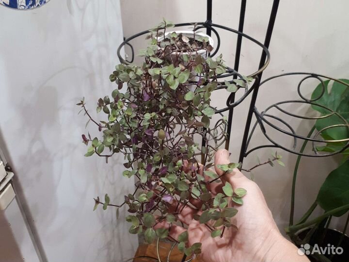 Комнатные цветы