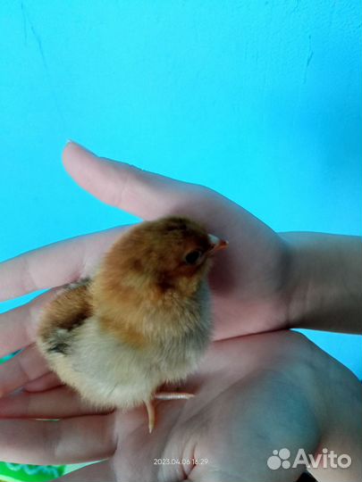 Инкубационное яйцо