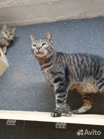 Кошка Стелла