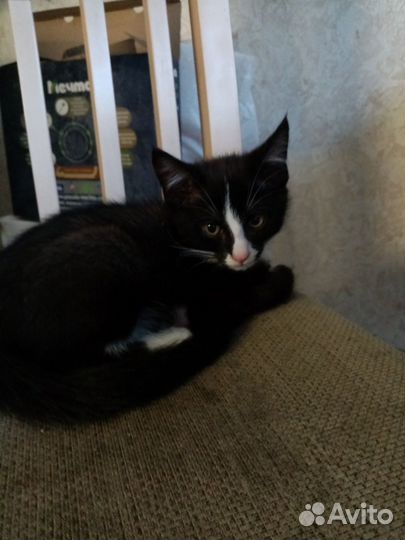 Котик бесплатно