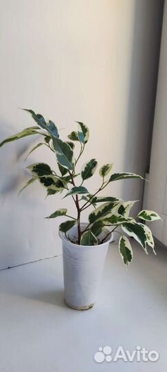 Фикус Бенджамина Старлайт