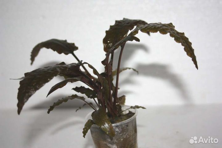 Криптокорина вендта коричневая - Cryptocoryne