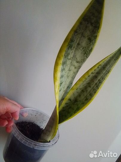 Сансевиерия Лауренти