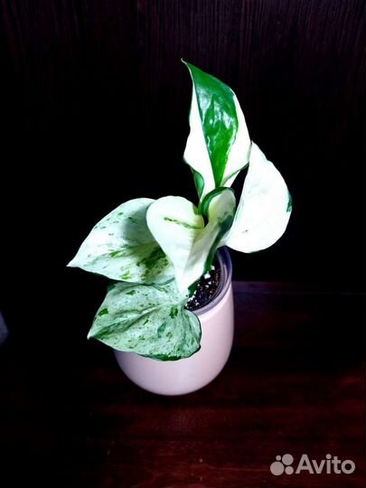 Сингониум филодендрон сциндапсус монстера