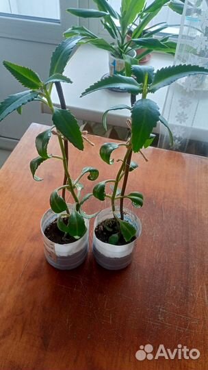 Живородящее дерево