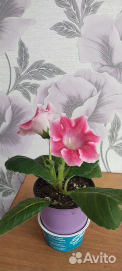 Глоксинии цветущие