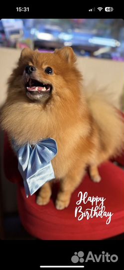 Шпиц на вязку