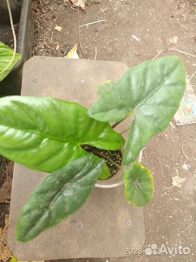 Алоказии разные