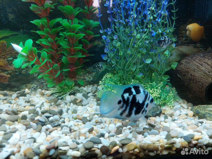 Сапфировый попугай (панда)