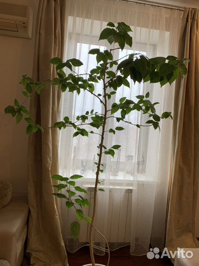 Роза комнатная китайская