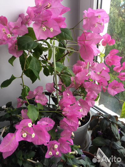 Бугенвиллея