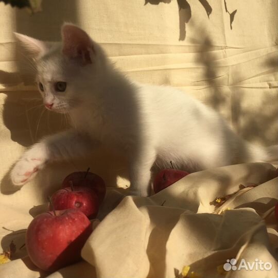 Котята в заботливые добрые руки