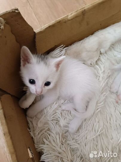 Котята