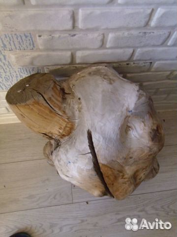 Сувель березовый (кап)