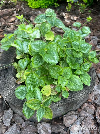 Яснотка зеленчуковая многолетник