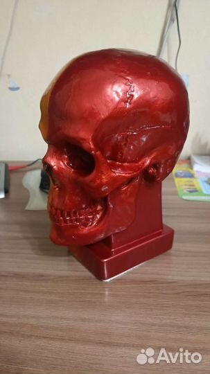 Череп из гипса