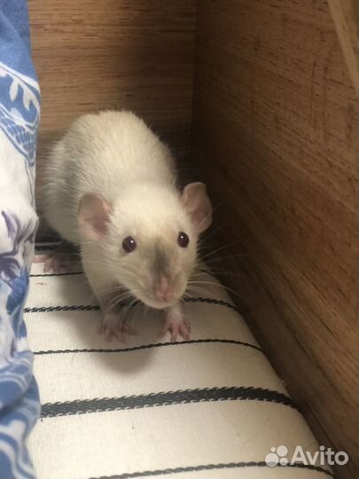 Крыса дамбо