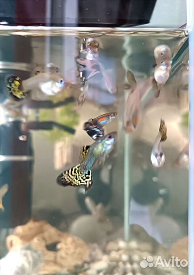 Гуппи mix излишки