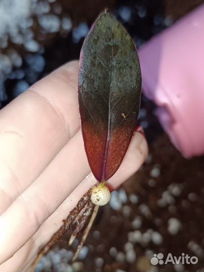 Замиокулькас Блэк Пинк black pink short leaf long