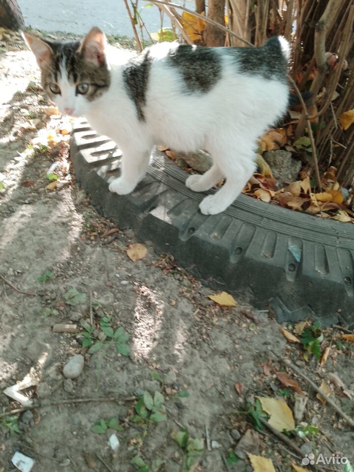 Котята в добрые руки бесплатно