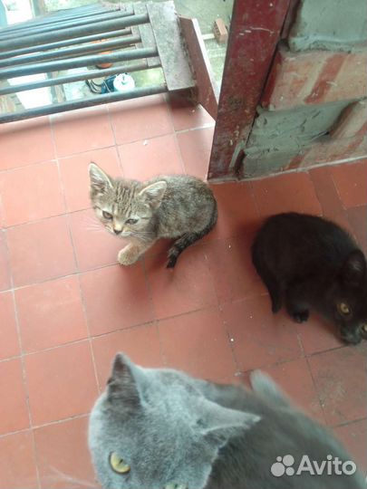 Котята в добрые руки бесплатно