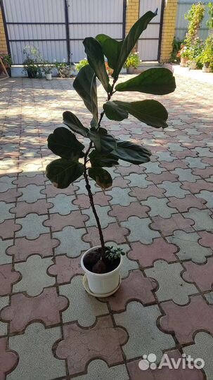 Фикус лировидный