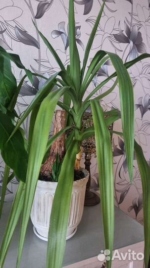 Пальма юкка вместе с горшком