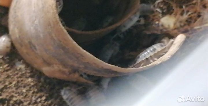 Мокрицы-коровки (Porcellio laevis dairy cow)