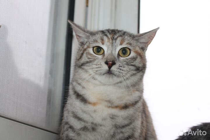 Неручная Виолетта: шанс не умереть