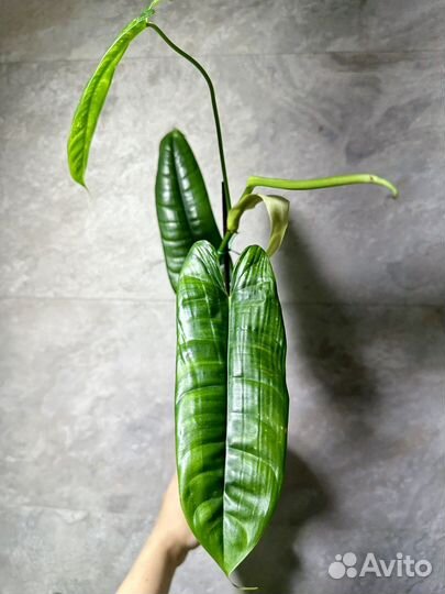 Филодендрон Felix Феликс