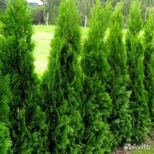 Туи с доставкой