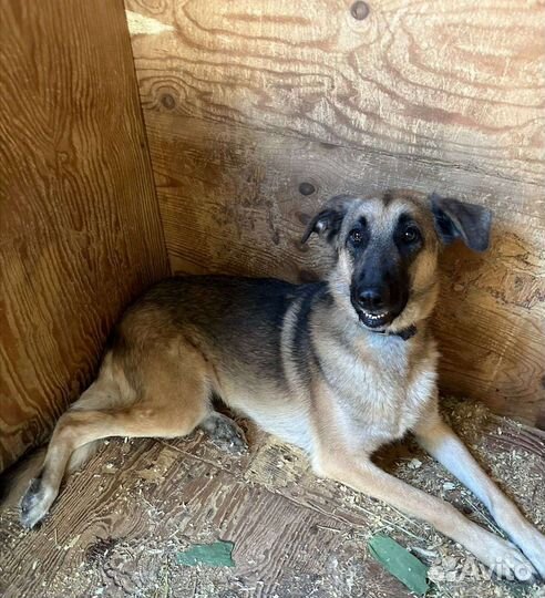 Коупный пес Айс грустит в приюте