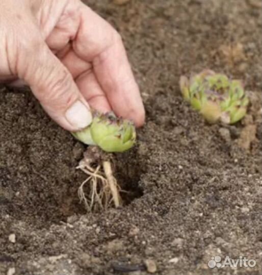 Интернет-магазин Молодило