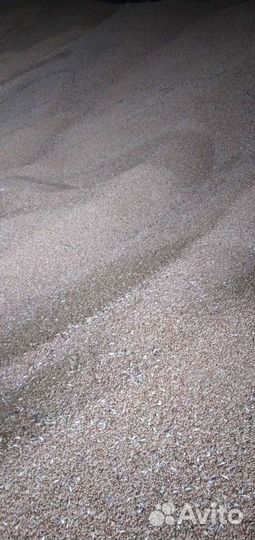 Пшеница.Ячмень