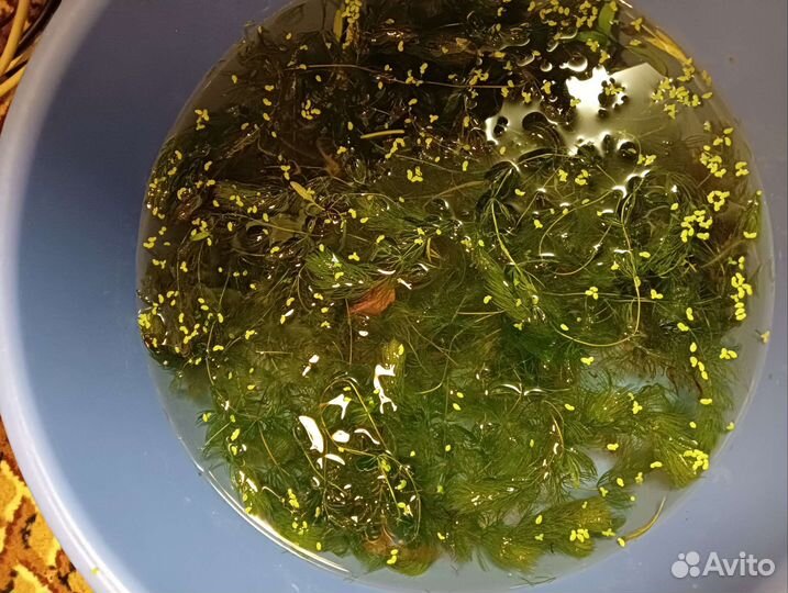 Растения для аквариума