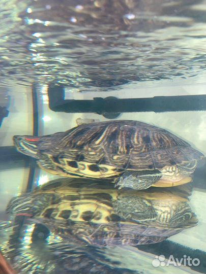 Красноухая черепаха с аквариумом