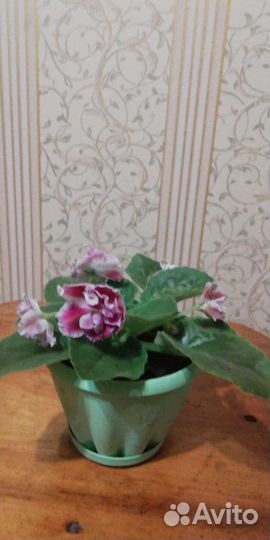Комнатные цветы